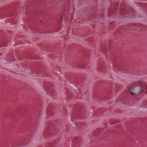 Exotic Leather Alligator